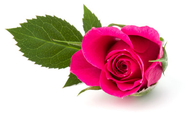 Fototapeta premium pink rose flower head isolated on white background cutout