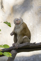 Image of a brown rhesus monkeys on nature background.