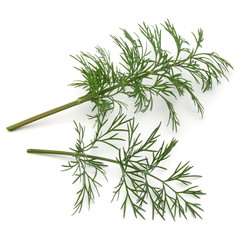 Obraz premium Close up shot of branch of fresh green dill herb leaves isolated on white background