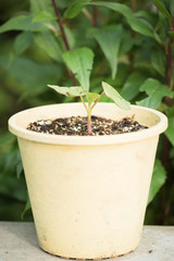 Growing Sprout in pot