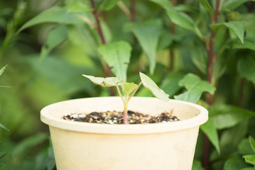 鉢に入った若葉