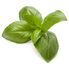 Sweet basil herb leaves isolated on white background closeup