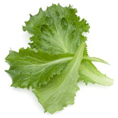 Close up studio shot of fresh green endive salad leaf isolated on white background.