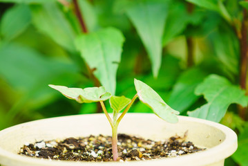 Growing Sprout in pot