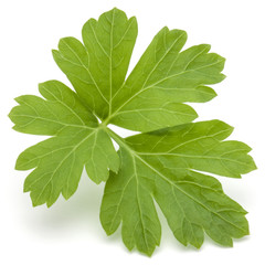 Fototapeta premium Fresh parsley herb leaves isolated on white background