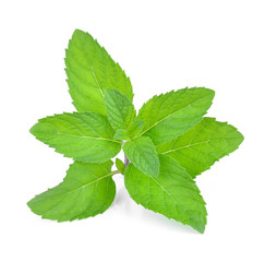  mint leaves isolated on white background