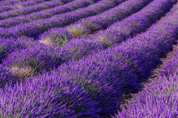 Fototapeta na wymiar Lavender field summer landscape near Valensole