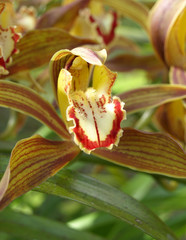 Streaked orchid flowers