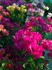 Multi-colored Bougainvillea Yards