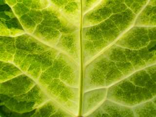 Green and White Mixed  Leaf