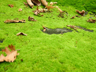 Moss texture, background