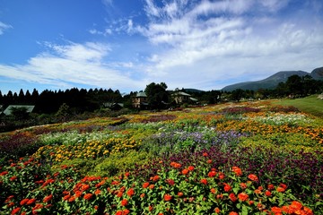 Fototapeta premium 四季の花