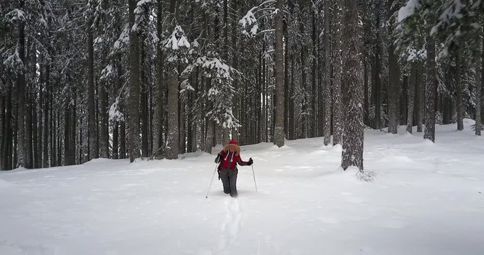 winter hiker in snow forest