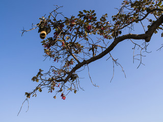 Small Nest on Big Branch