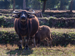 Buffalo Mother Standing