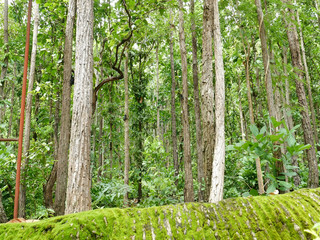moss and tree in the forest