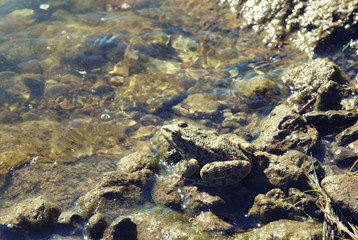 Green big frog in shallow glittering water close up