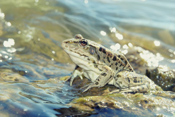 Green big frog in shallow glittering water close up