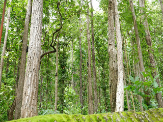 moss and tree in the forest