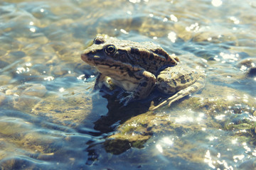 Green big frog in shallow glittering water close up