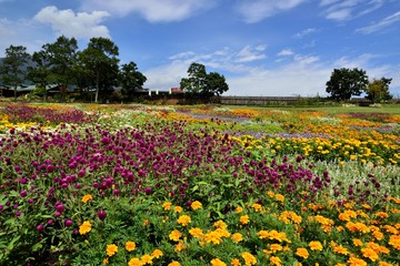 四季の花