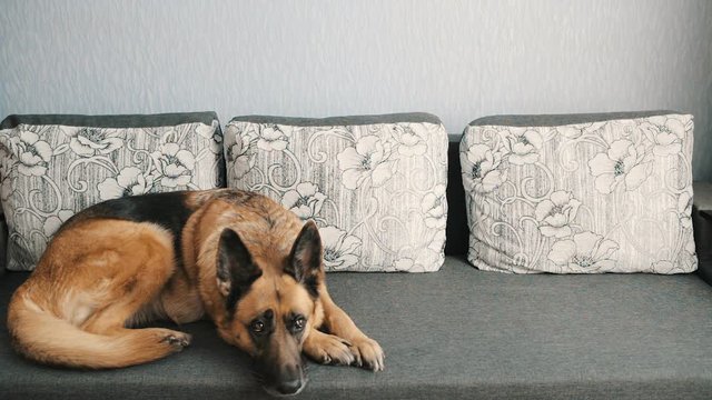 dog alone at home on the sofa waiting for the host