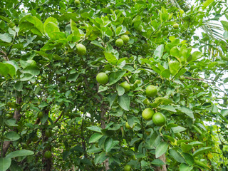 green lemon on tree