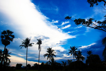 Fototapeta na wymiar nice palm trees in the blue sky. Coconut palm trees