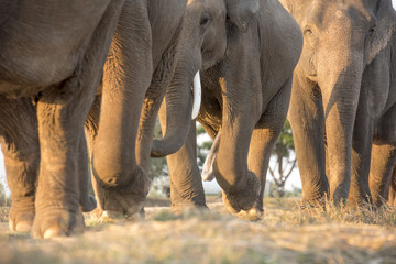 Fototapeta na wymiar The family of elephant walk in the forest