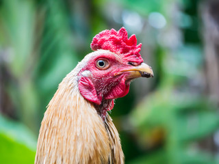 rooster