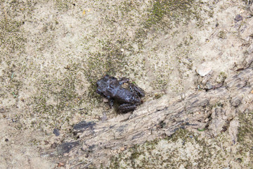 black forest frog on floor