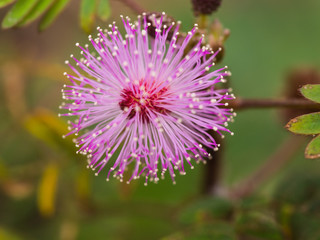 Obraz premium Blur of Purple Unwanted Flora Flower