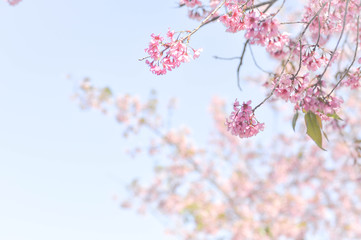 Naklejka premium wild himalayan cherry or prunus cerasoides, sakura