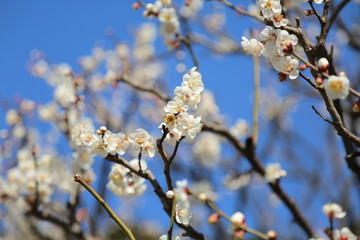 梅の花