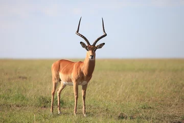 Crédence de cuisine en verre imprimé Antilope Impala