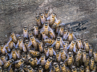 Combination of Worker Bees