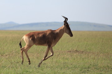 running impala in african savannah