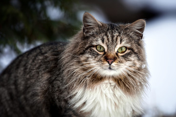 cat on the street in the snow. Beautiful cat. First snow. Cold. Winter. Cat in the snow.