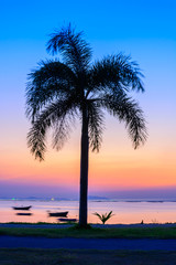Palm tree on the beach background