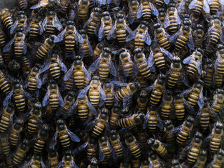 Combination of Worker Bees