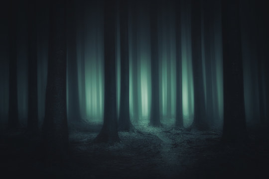 Fototapeta ciemny i straszny las