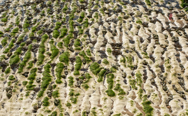 Chalk rock seabed at Rottingdean, Sussex, England