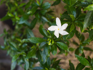 One White Gardenia Showed