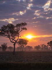 Tree Silhouette Against a Sunrise in Countryside