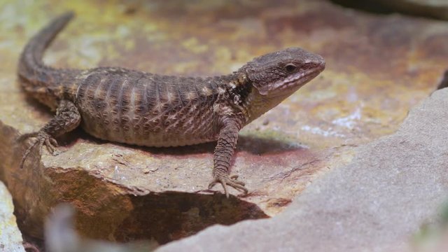 Beautiful brown lizard sitting on rocks. Nature video. 4K, 3840*2160, high bit rate, UHD