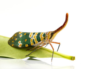 Image of Pyrops candelaria or lantern Fly on white background. Bug, Insect.