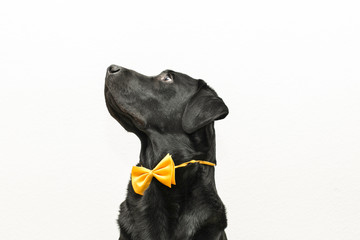 dog portrait. front view. black labrador on white background