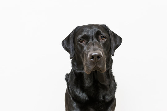dog portrait. front view. black labrador on white background