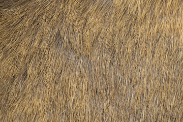 Deer skin, Abstract background Fur. wild animals.