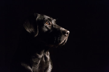 dog portrait on black background. Beautiful black labrador with a tie